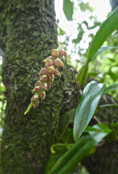BUlbophyllum bernadetteae Castillon  .P1700966