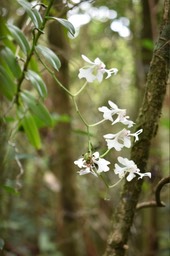 Cryptopus elatus - EPIDENDROIDEAE - Indigène Réunion