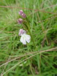 Cynorkis fastigiata - ORCHIDOIDEAE - Indigène Réunion