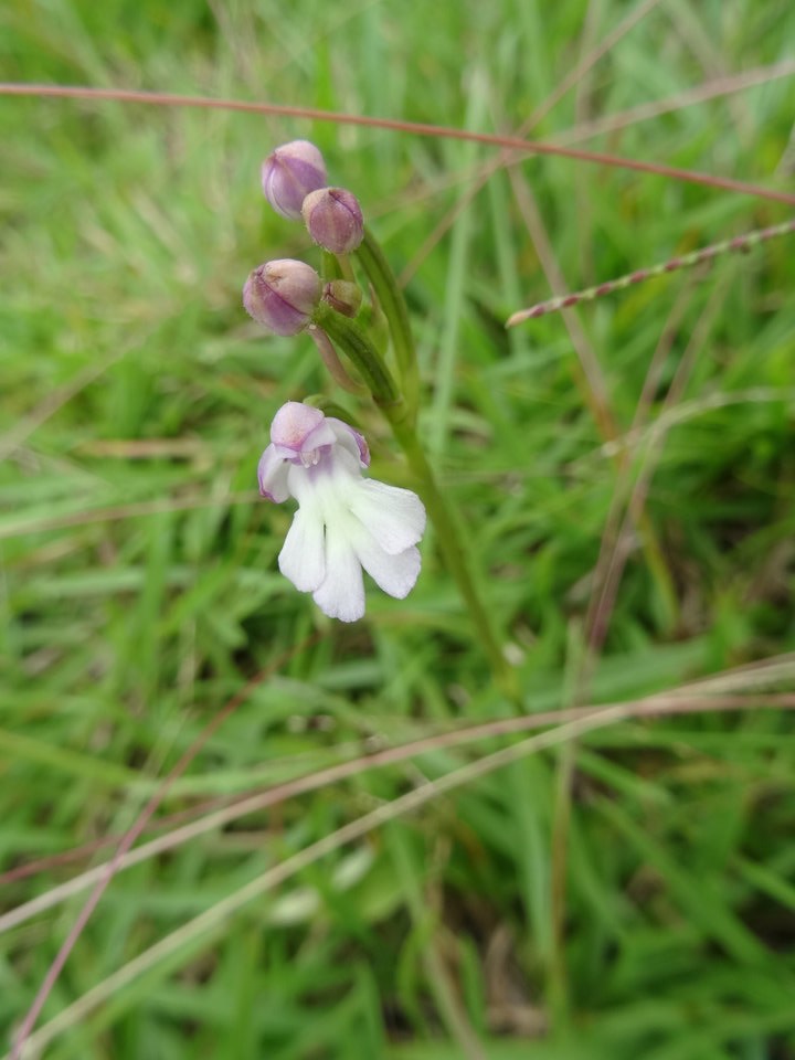 Cynorkis fastigiata - ORCHIDOIDEAE - Indigène Réunion