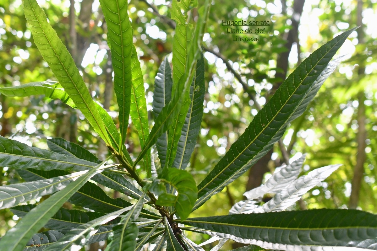 DSC_1739-1