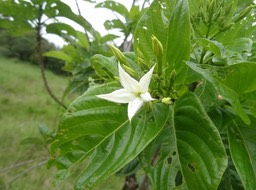 Fleur de Quinquina Pei