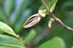 Fleur du Bois de banane