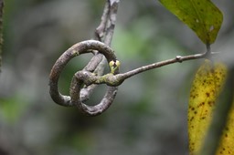 Fleurs de Mafatembois