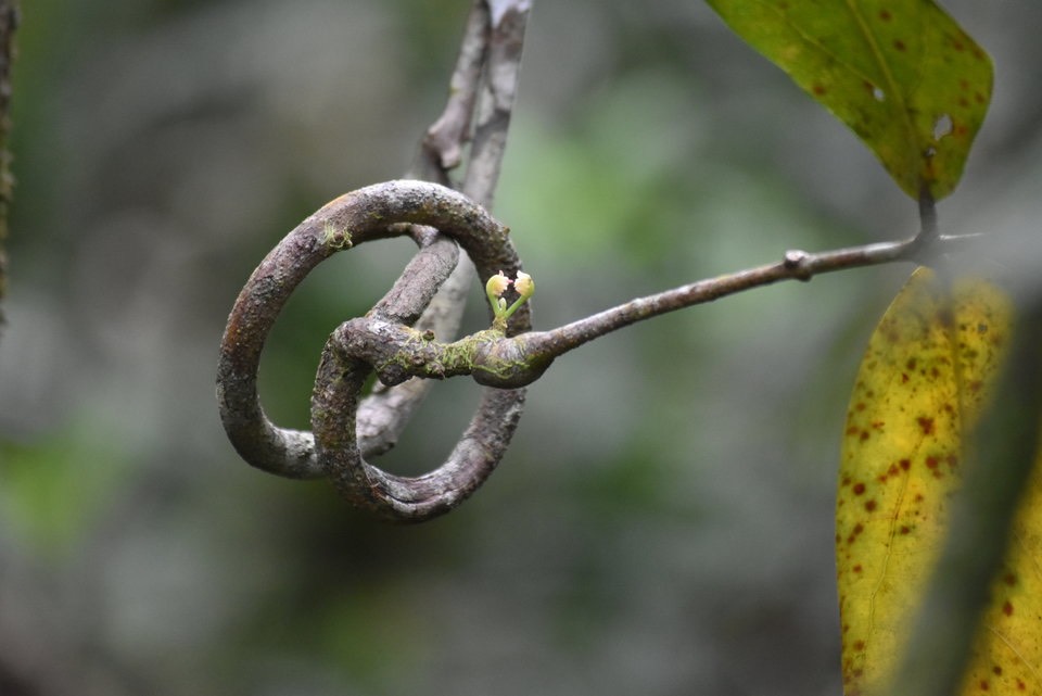 Fleurs de Mafatembois