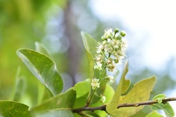 Fleurs du Bois de punaise