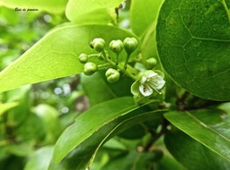 Grangeria borbonica . bois de punaise . chrysobalanaceae .endémique Réunion Maurice .