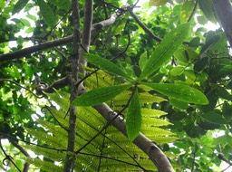 Hugonia serrata - Liane de clef - LINACEAE - Endémique Réunion, Maurice