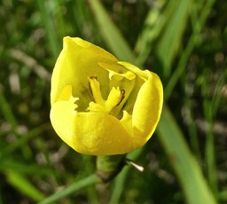 Iris sp  .P1700594