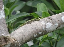 Phelsuma borbonica - GEKKONIDAE - Endémique Réunion