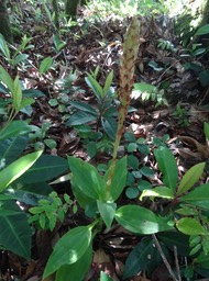 Platylepis occulta - ORCHIDOIDEAE- Indigène Réunion