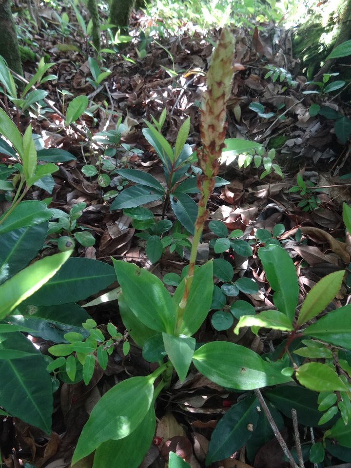 Platylepis occulta - ORCHIDOIDEAE- Indigène Réunion
