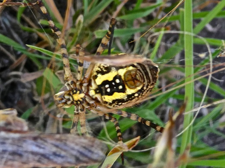 Arainée Argiope trifasciata face ventrale.araneidae .P1014033