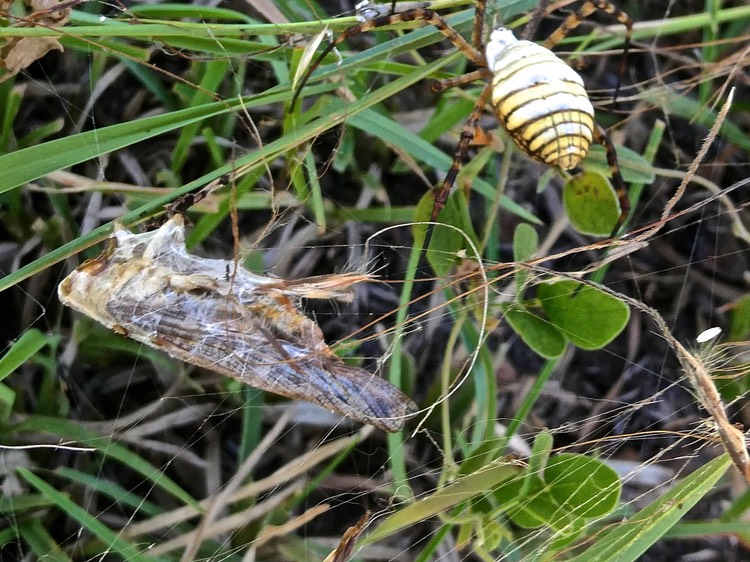Argiope trifasciata  et sa proie emmaillotée. P1014013