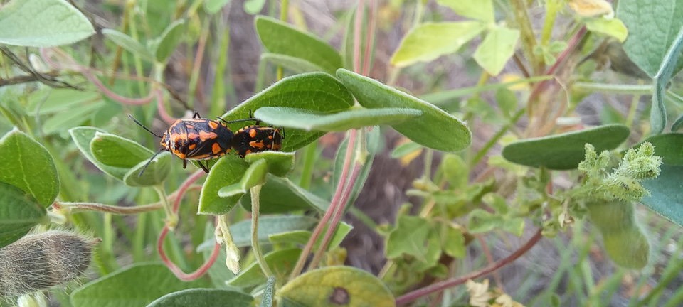 Bagrada hilaris - Punaise - PENTATOMIDAE - Indigène Réunion