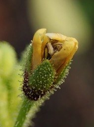 Cleome viscosa calice glanduleux