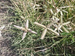 Dactiloctenium sp .poaceae.P1013950