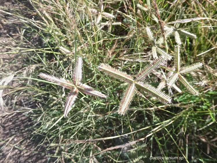 Dactiloctenium sp .poaceae.P1013950