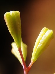 fruits sans glandes de Boehravia erecta