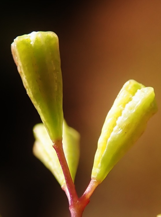fruits sans glandes de Boehravia erecta