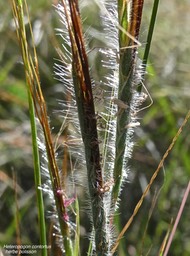 Heteropogon contortus .herbe polisson.poaceae.P1013774