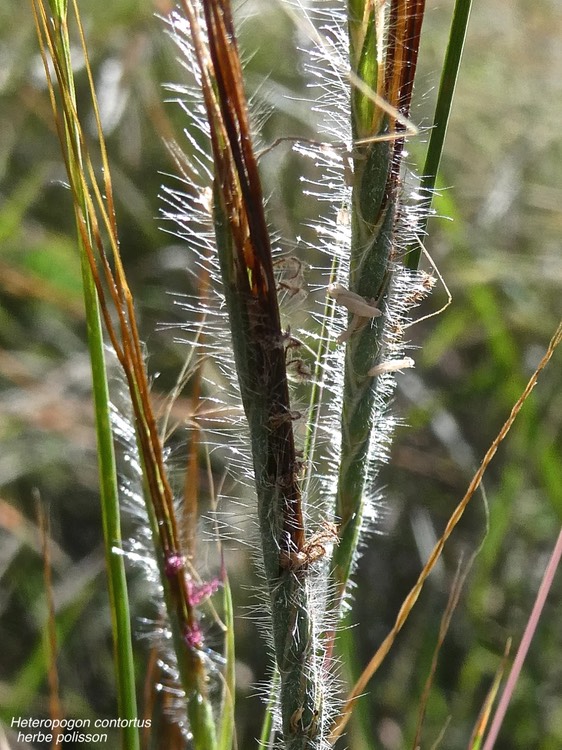 Heteropogon contortus .herbe polisson.poaceae.P1013774