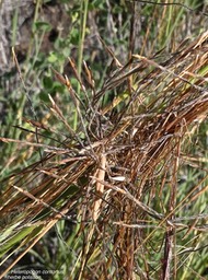 Heteropogon contortus.herbe polisson.poaceae.P1013618