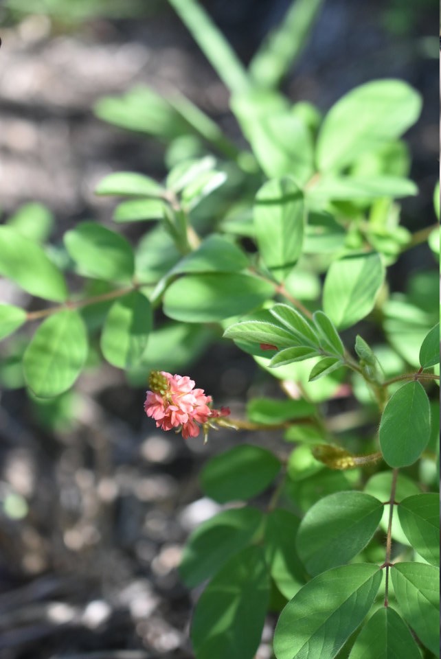 Indigofera hirsuta - FABACEAE - EE
