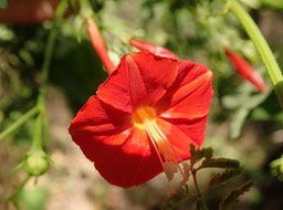 Ipomaea hederifolia (1)
