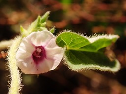 Ipomoea eriocarpa (1)