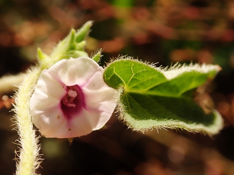 Ipomoea eriocarpa (1)