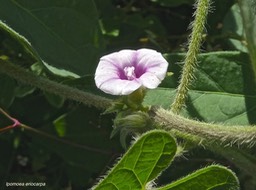 Ipomoea eriocarpa. convolvulaceae.espèce envahissante.P1013579
