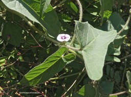 Ipomoea eriocarpa. convolvulaceae.espèce envahissante.P1013578