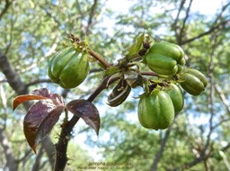 Jatropha gossipiifolia.médicinier rouge .faux ricin .(fruis ).euphorbiaceae.espèce envahissante.P1013862