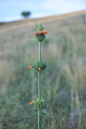Leonotis nepetifolia - Monte au ciel - LAMIACEAE - EE