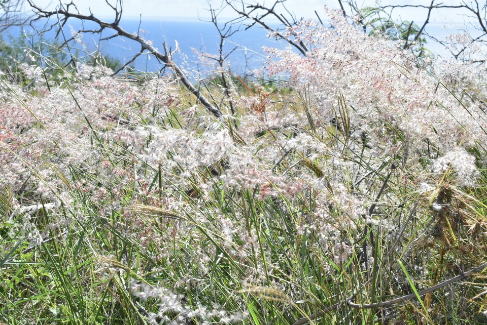 Melinis repens - Herbe rose - POACEAE - EE