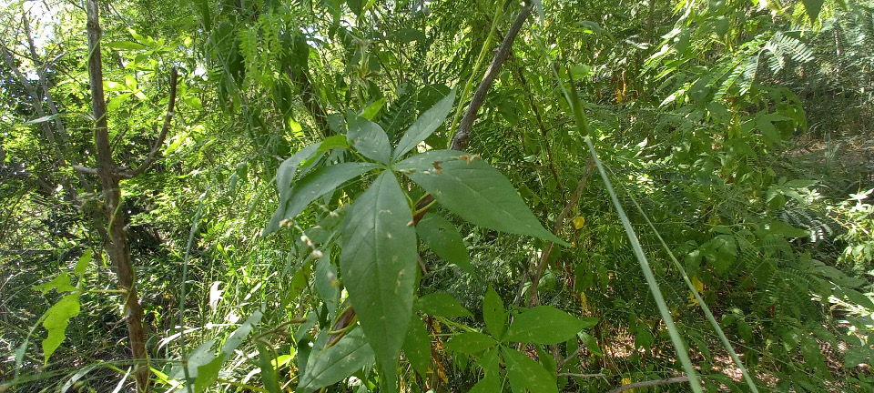 Merremia dissecta - CONVOLVULACEAE - Amérique, du Sud des États-Unis au Nord de l'Argentine. 