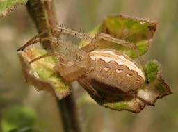 Neoscona moreli