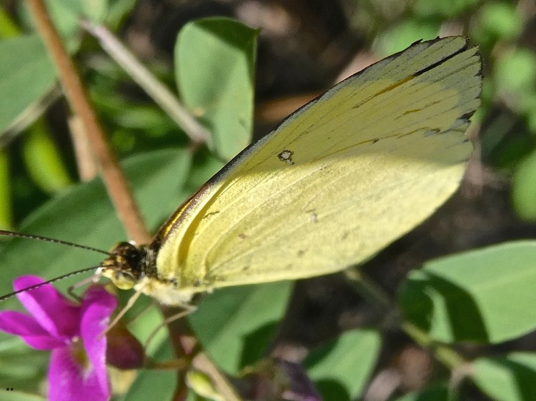 papillon Eurema floricola .piéride des fleurs sur une fleur de Tephrosia purpurea .indigo rouge.P1013905