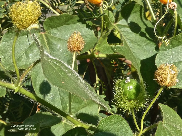 Passiflora foetida .liane poc poc. poc poc .passifloraceae.espèce envahissante.P1013595