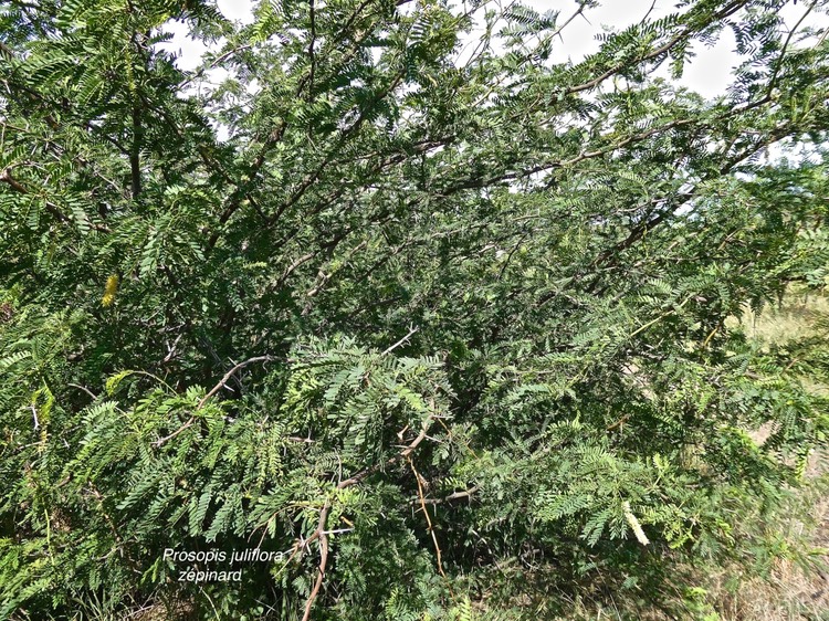 Prosopis juliflora.zépinard.épinard.fabaceae.espèce envahissante.P1013916