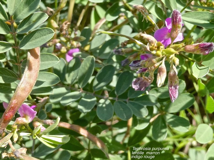 Tephrosia purpurea .lentille marron.indigo rouge.fabaceae.P1013891