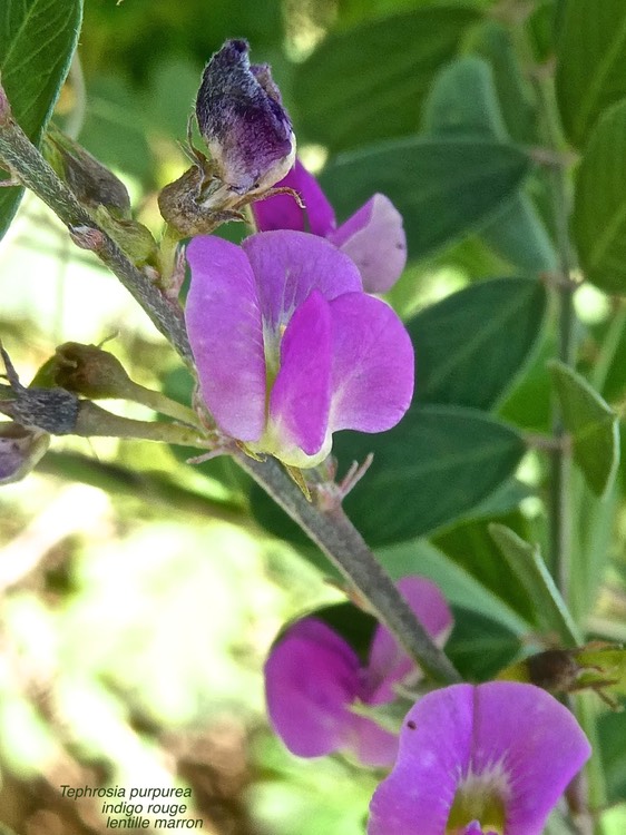 Tephrosia purpurea.indigo rouge.lentille marron.fabaceae.P1013897