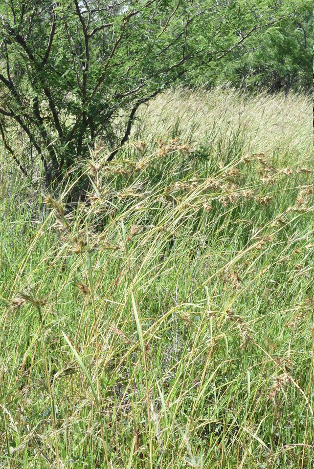 Themeda quadrivalvis - Herbe de St Paul - POACEAE - Inde