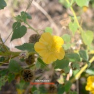Abutilon indicum Mauve pays Malvaceae E E 9569.jpeg