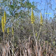 Aloe vera Asphodelaceae 9511.jpeg