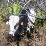 Boeuf Moka 9426.jpeg