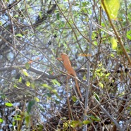 Furcifer pardalis femelle 9542.jpeg