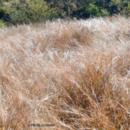 Heteropogon contortus herbe polisson Poaceae Indigène La Réunion 9442.jpeg