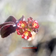Jatropha gossypiifolia Faux ricin Euphorbiaceae E E 9451.jpeg